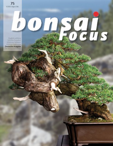 Bonsai Focus DE #75