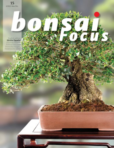 Bonsai Focus ES #15