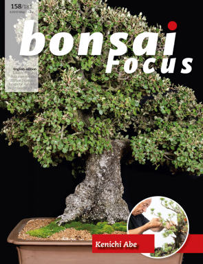 Bonsai Focus EN #158/#181
