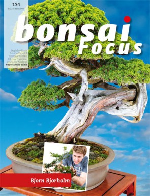 Bonsai Focus NL #134