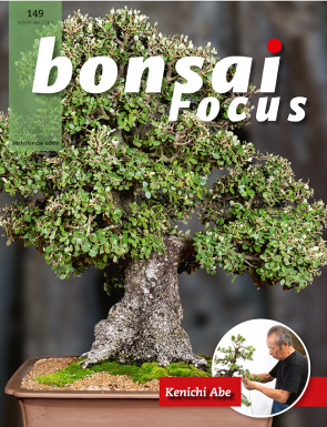Bonsai Focus NL #149