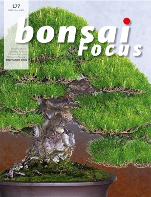 Bonsai Focus NL #177