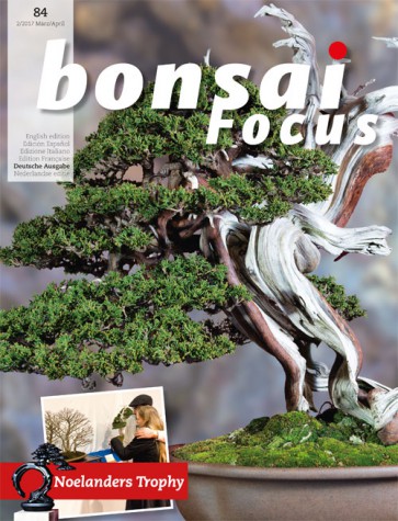Bonsai Focus DE #84