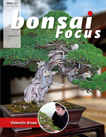 Bonsai Focus EN #164/#187
