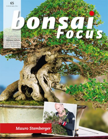 Bonsai Focus IT #65