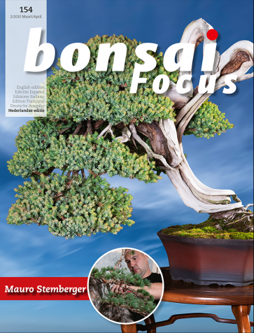 Bonsai Focus NL #154