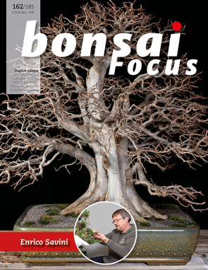Bonsai Focus EN #162/#185