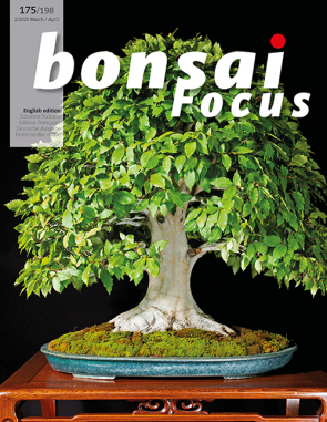 Bonsai Focus EN #175/#198