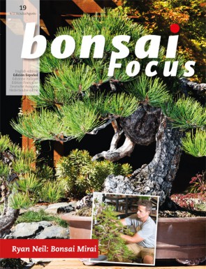 Bonsai Focus ES #19