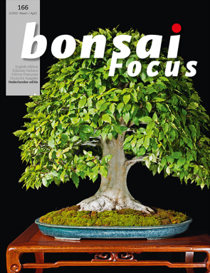 Bonsai Focus NL #166