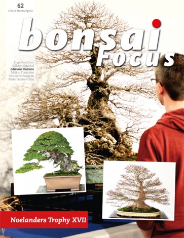 Bonsai Focus IT #62