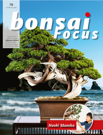 Bonsai Focus IT #79