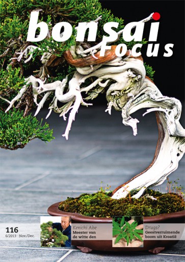 Bonsai Focus NL #116