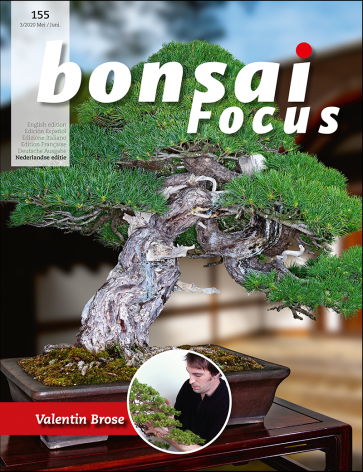 Bonsai Focus NL #155