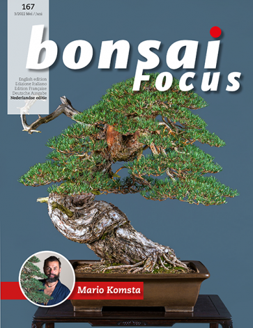 Bonsai Focus NL #167