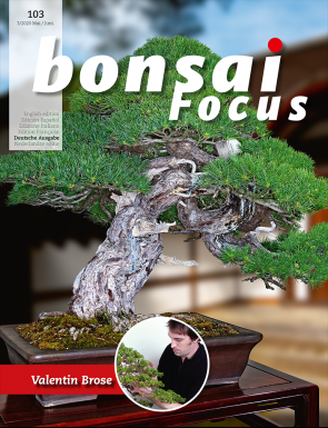 Bonsai Focus DE #103
