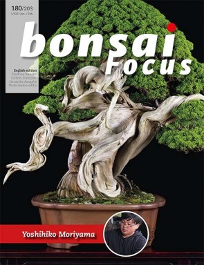 Bonsai Focus EN #180/#203