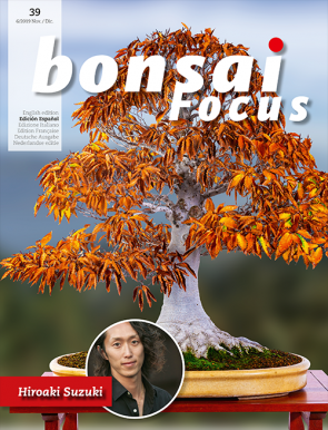 Bonsai Focus ES #39