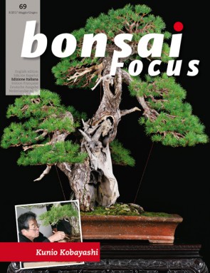 Bonsai Focus IT #69
