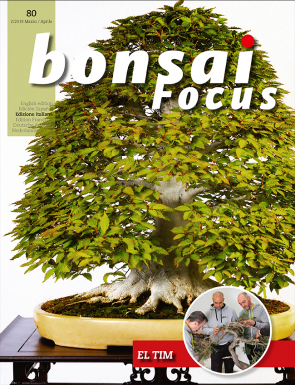 Bonsai Focus IT #80