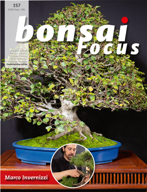 Bonsai Focus NL #157