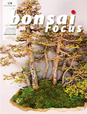 Bonsai Focus NL #178